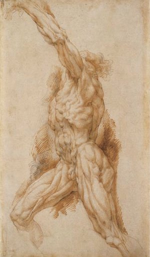 Rubens - Anatomical Study of a Man Reaching Up to the Left