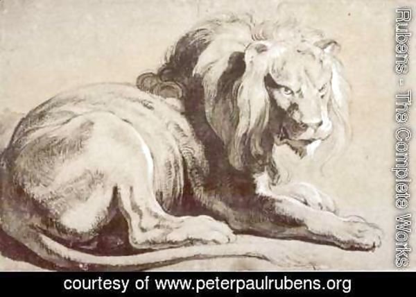 Rubens - Etude of lion