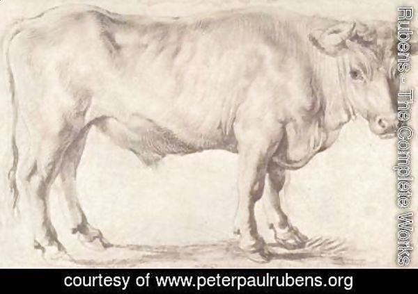 Rubens - Bull