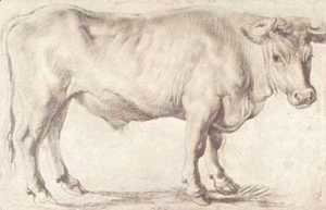 Rubens - Bull
