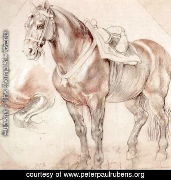 Rubens - Etude of horse