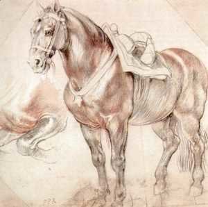 Rubens - Etude of horse